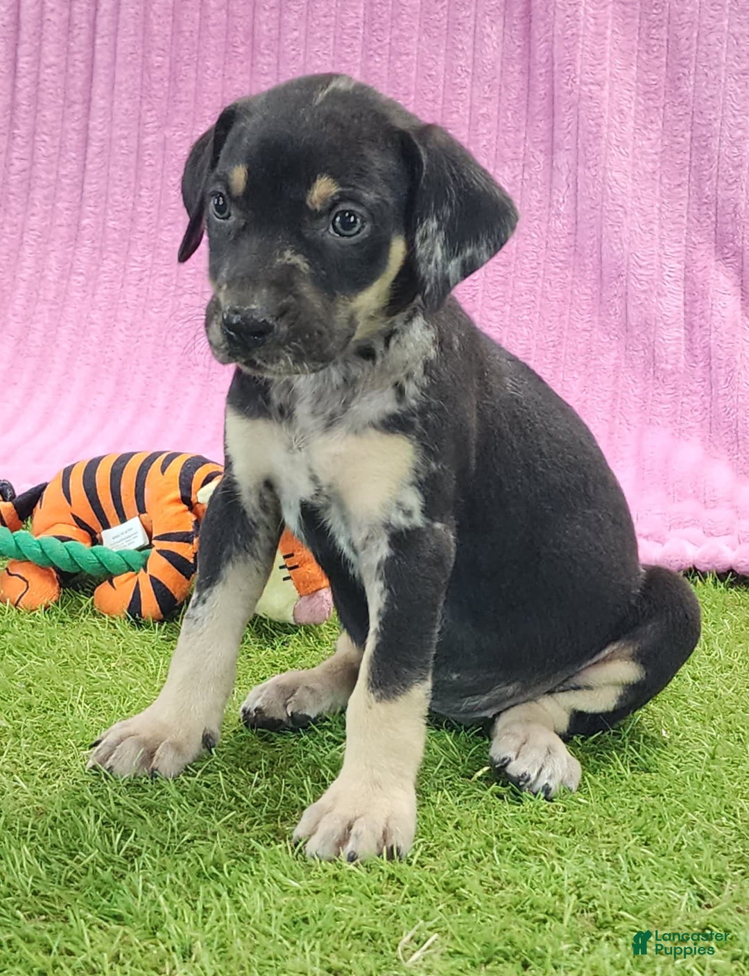 Catahoula Leopard Dog dogs for sale: Tess 2025 Female 4 - Image 1
