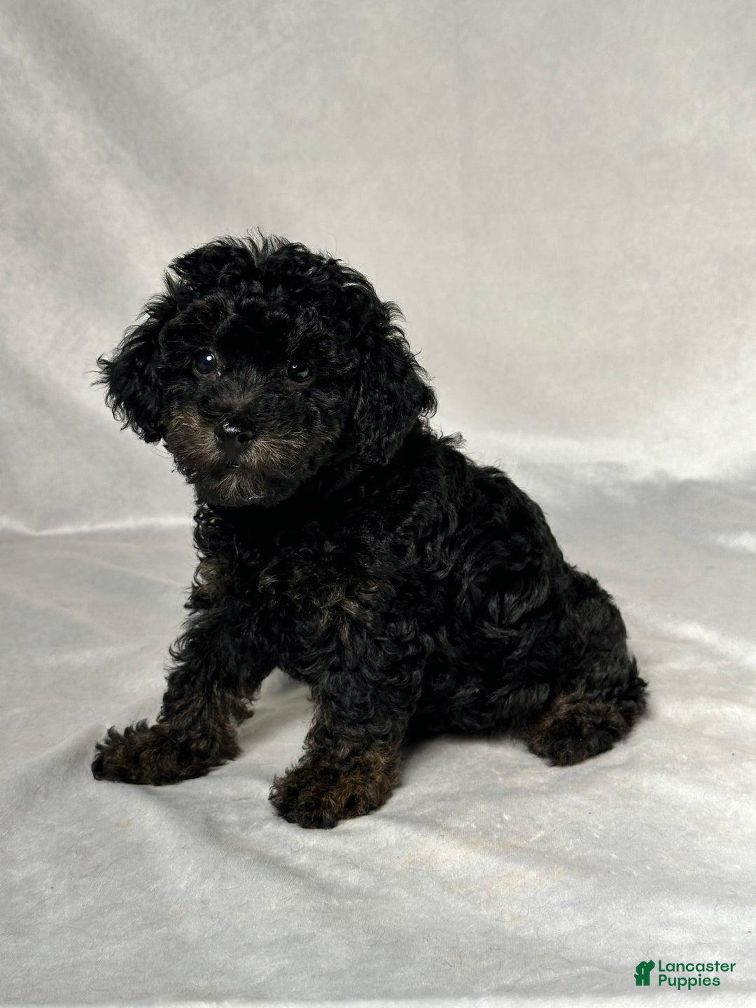 Miniature Poodle dogs for sale: Michael - Image 5