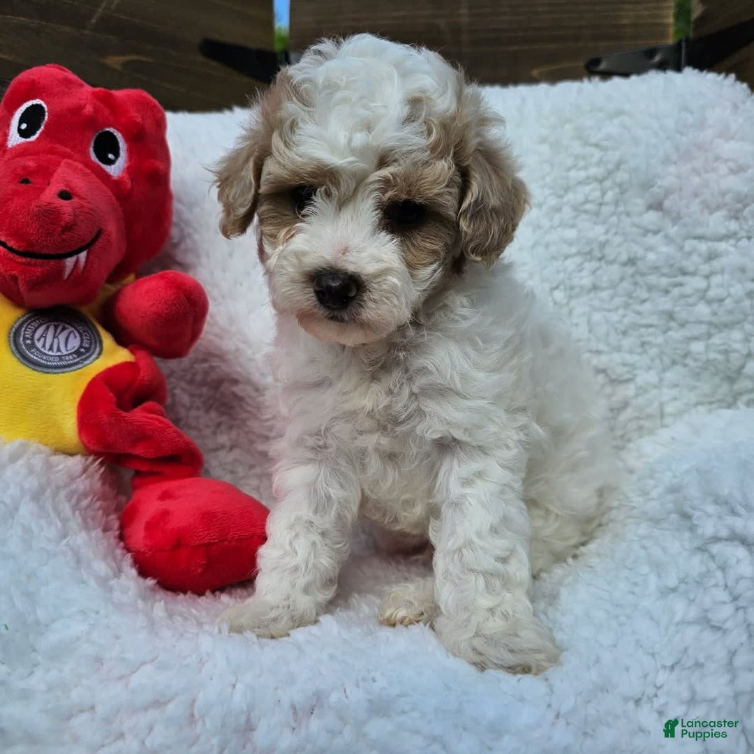 Toy Poodle dogs for sale: Sage - Image 3