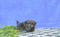 Mini Goldendoodle dogs for sale: Kai - Image 15