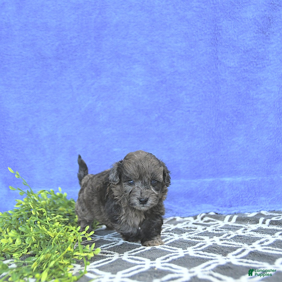 Mini Goldendoodle dogs for sale: Kai - Image 15