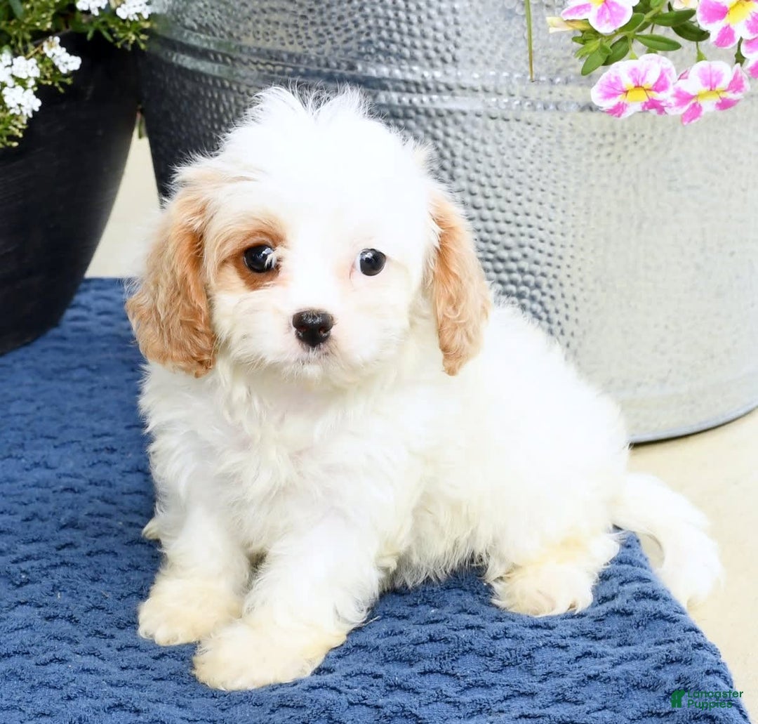 Cavapoo dogs for sale: Bailey - Image 2