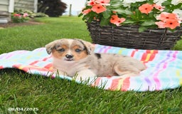 Welsh Corgi Pembroke dogs for sale: Toffee - Image 4