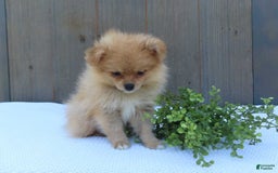 Pomeranian dogs for sale: Sandy - Image 11