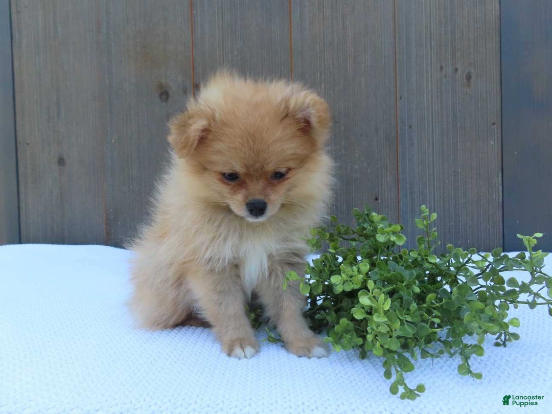 Pomeranian dogs for sale: Sandy - Image 11