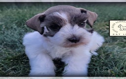 Miniature Schnauzer dogs for sale: Otis - Image 9