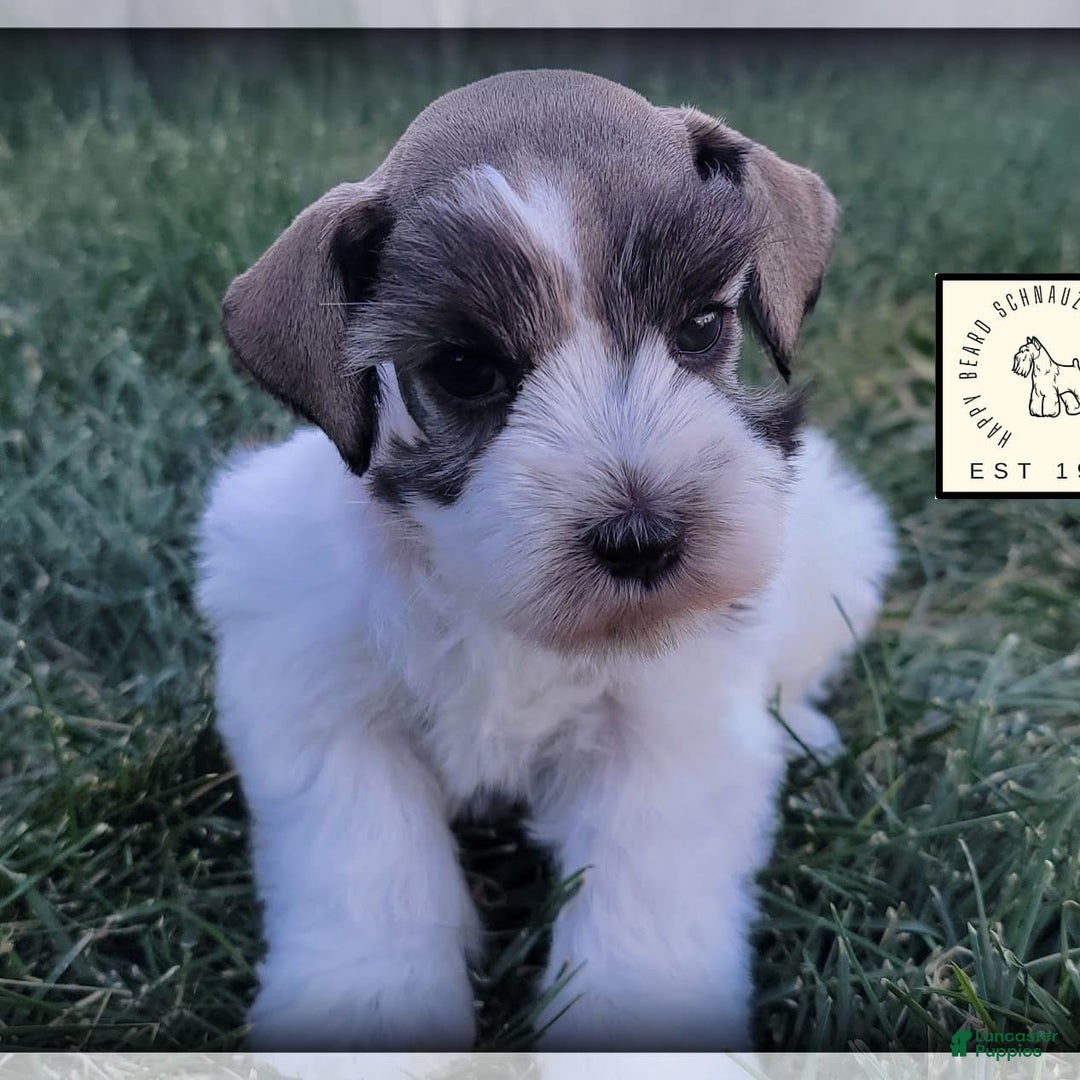 Miniature Schnauzer dogs for sale: Otis - Image 9