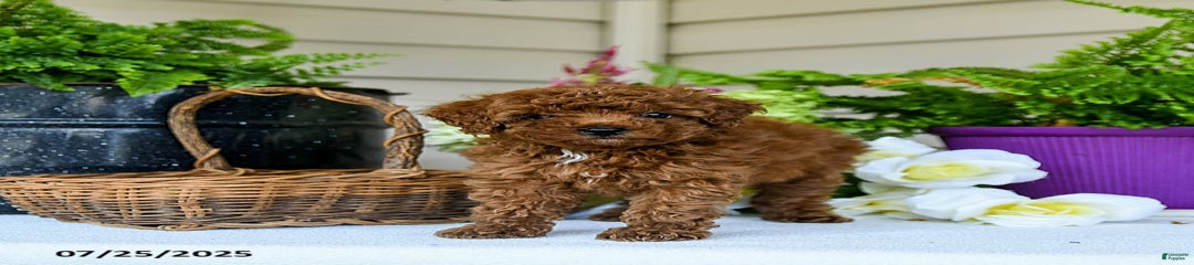 Huxley