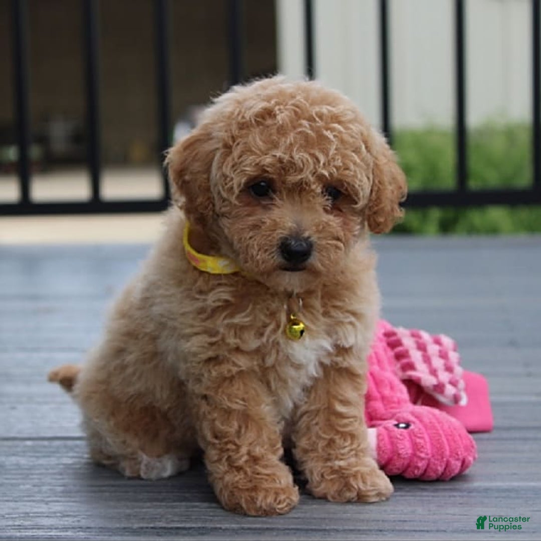 Bichpoo dogs for sale: Addison - Image 5