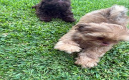 Shih Tzu dogs for sale: Brennan - Image 22