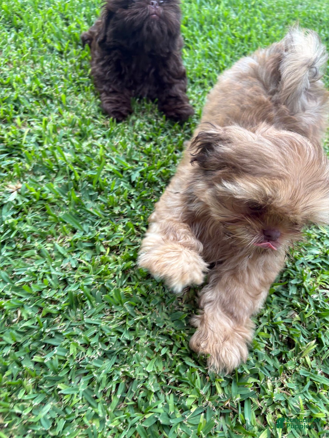 Shih Tzu dogs for sale: Brennan - Image 22