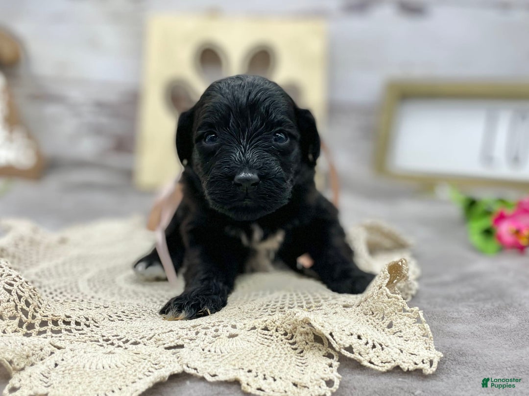 Portuguese Water Dog dogs for sale: Luna - Image 8