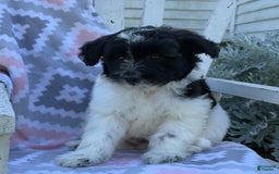 Miniature Poodle dogs for sale: Barry - Image 3
