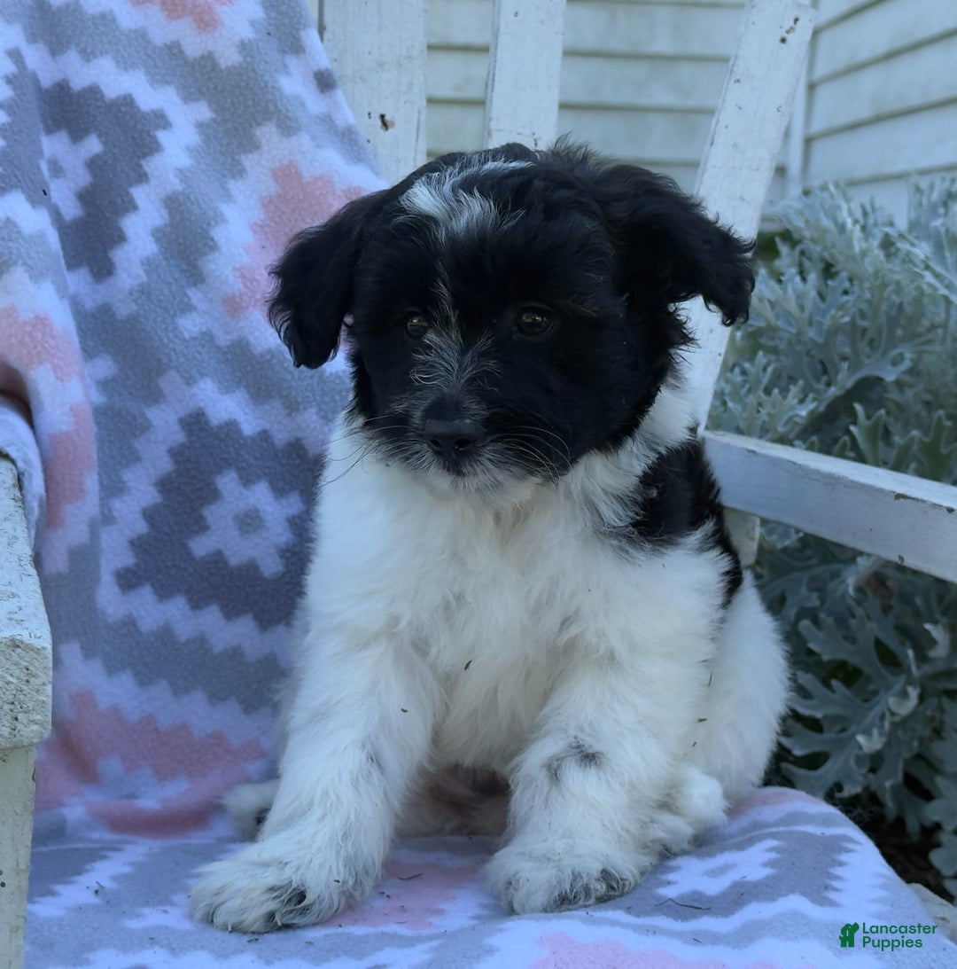 Miniature Poodle dogs for sale: Barry - Image 3
