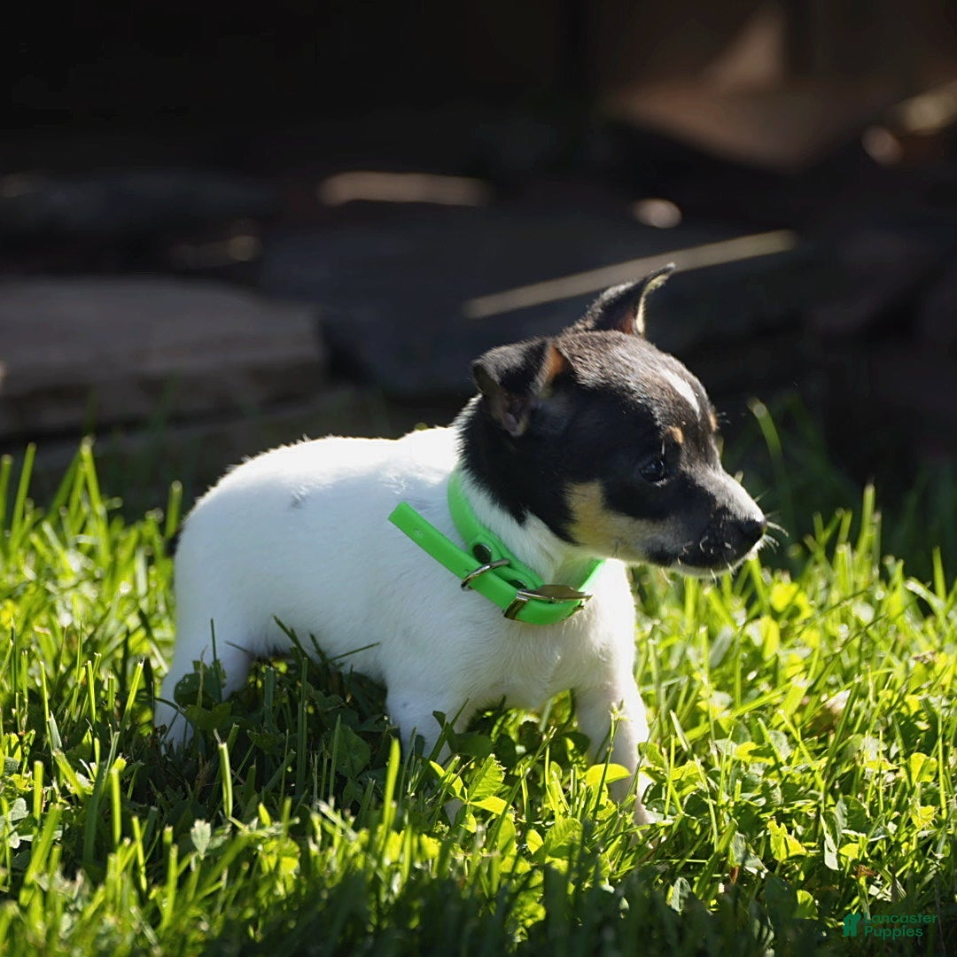 Toy Fox Terrier dogs for sale: Parker - Image 3