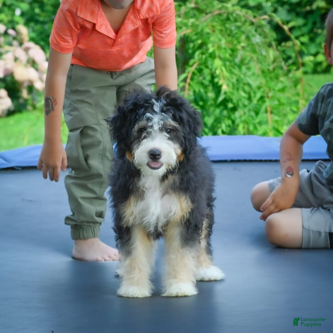 Mini Bernedoodle dogs for sale: Missy - Image 1