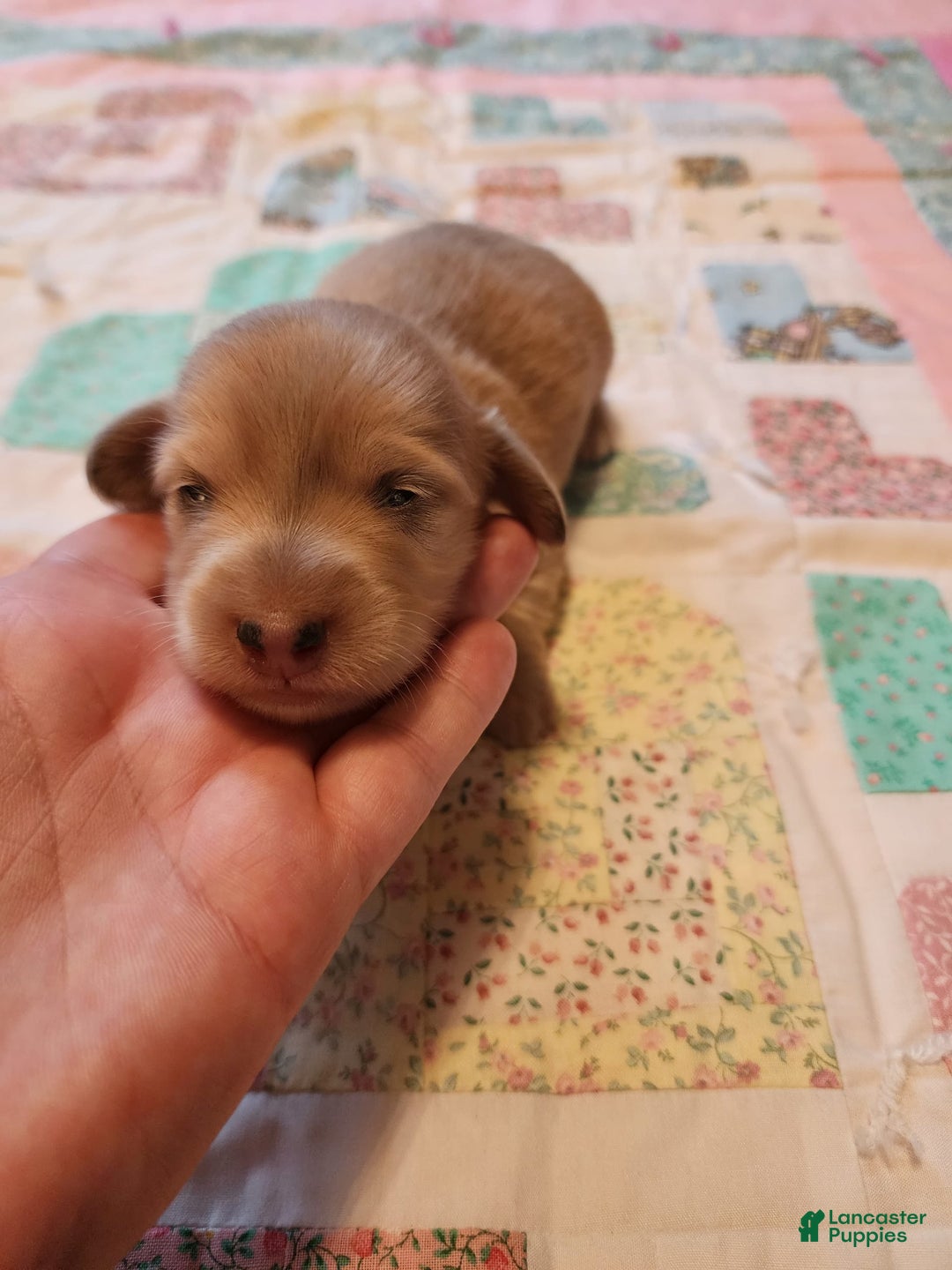 Miniature Dachshund dogs for sale: Chase - Image 20