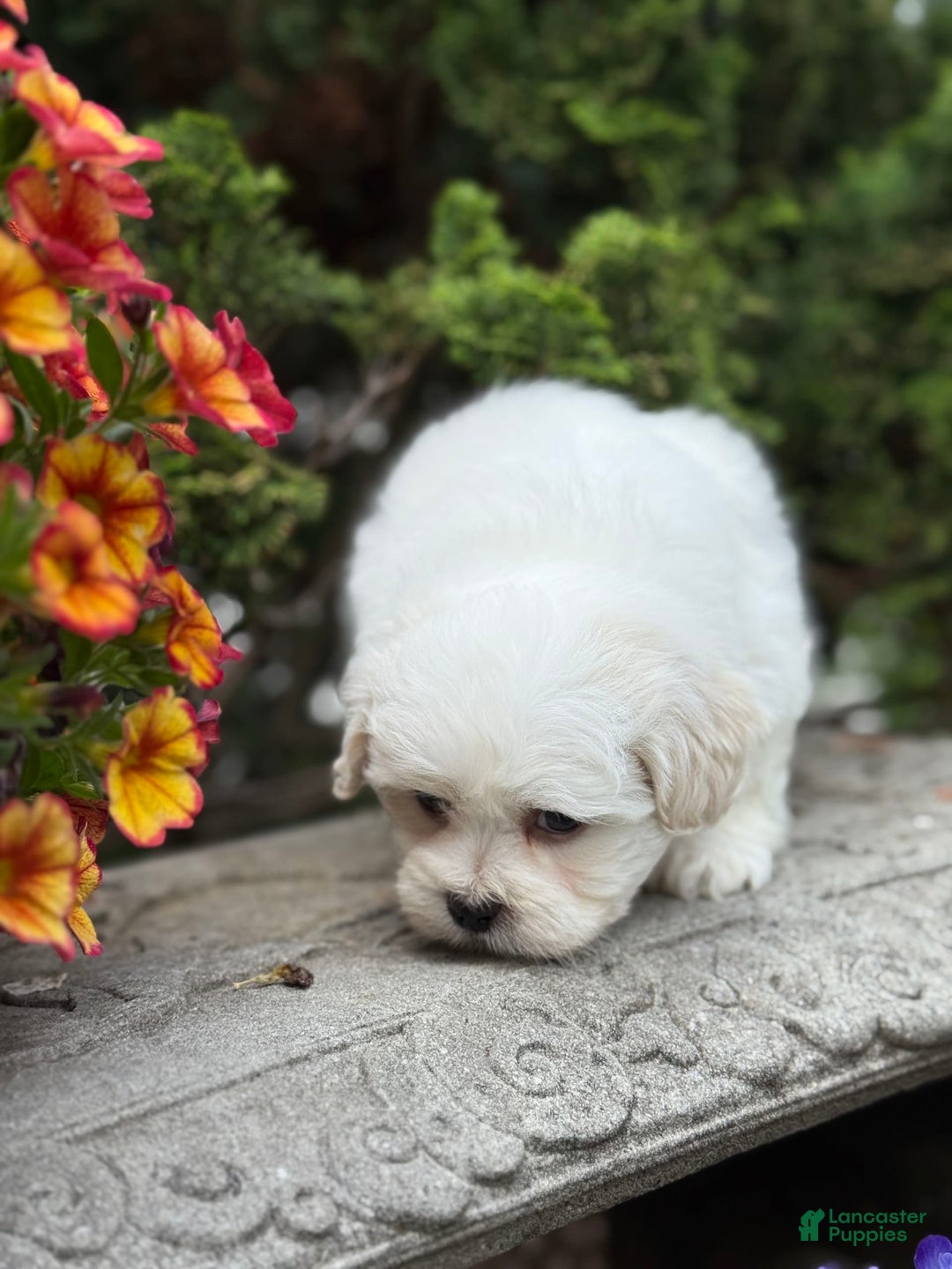 Teddy Bear dogs for sale: Rhyme - Image 7