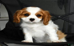 Cavalier King Charles Spaniel dogs for sale: Isaiah - Image 4