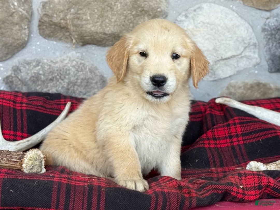 Golden Retriever dogs for sale: Sydney - Image 5