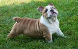 English Bulldog dogs for sale: Olive - Image 9