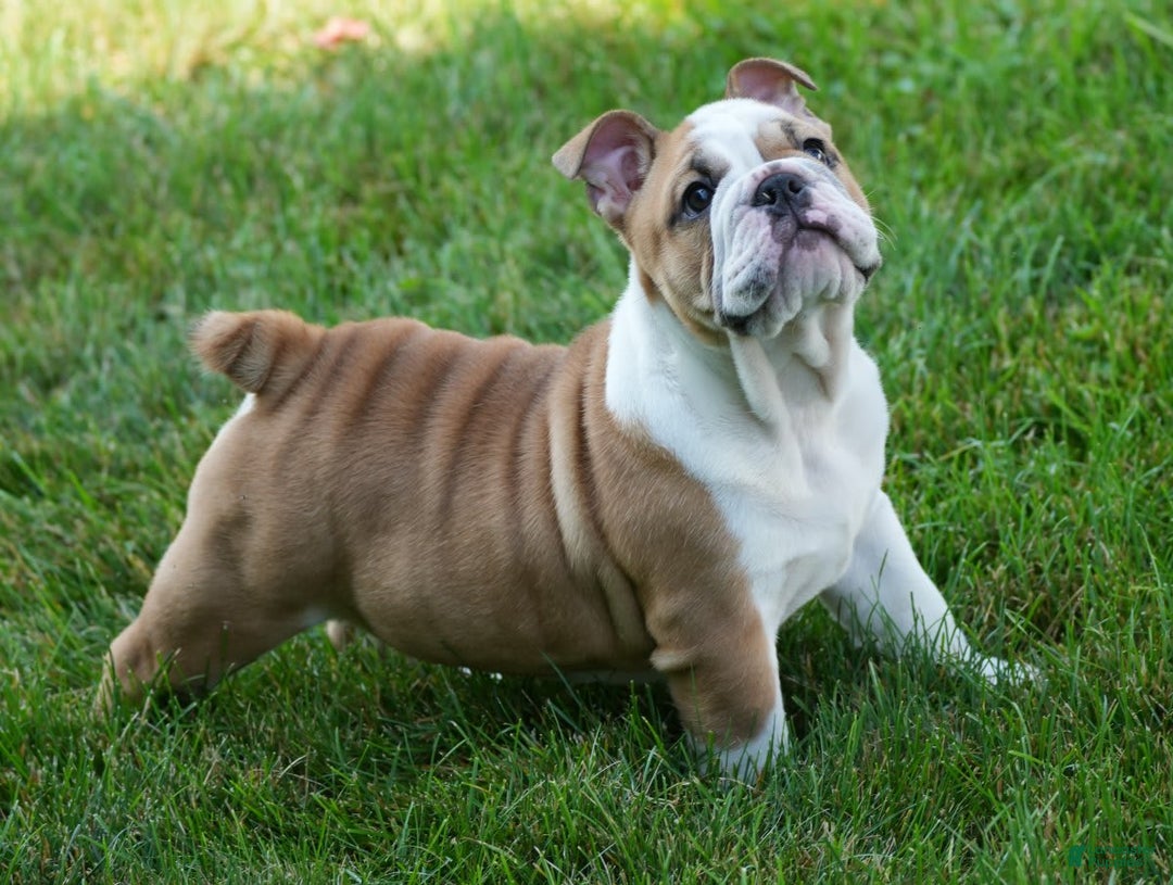 English Bulldog dogs for sale: Olive - Image 9
