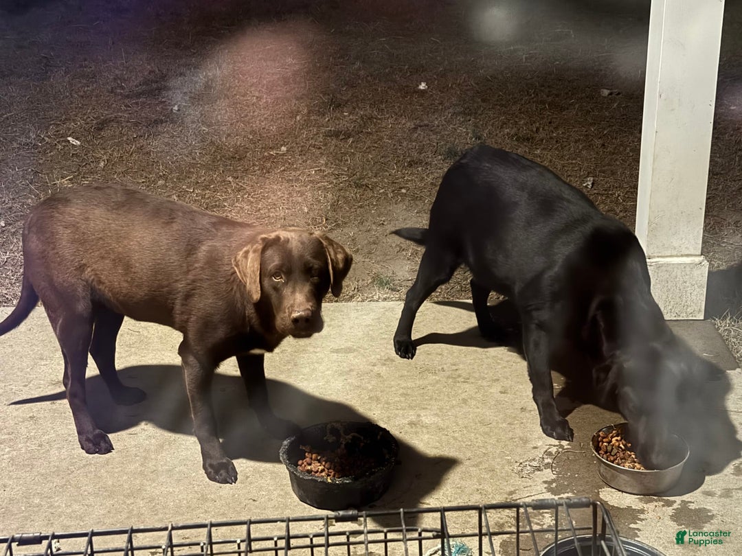 Labrador Retriever dogs for sale: Rosy - Image 3