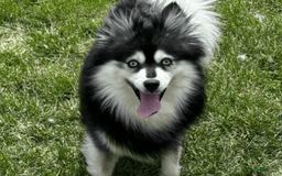 Pomsky dogs for sale: Kanan - Image 19