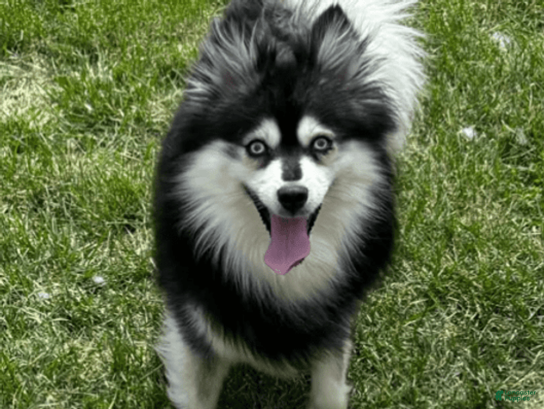Pomsky dogs for sale: Kanan - Image 19