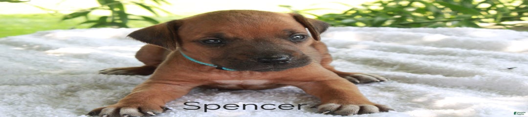 Spencer