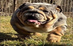 English Bulldog dogs for sale: Tank - Image 8