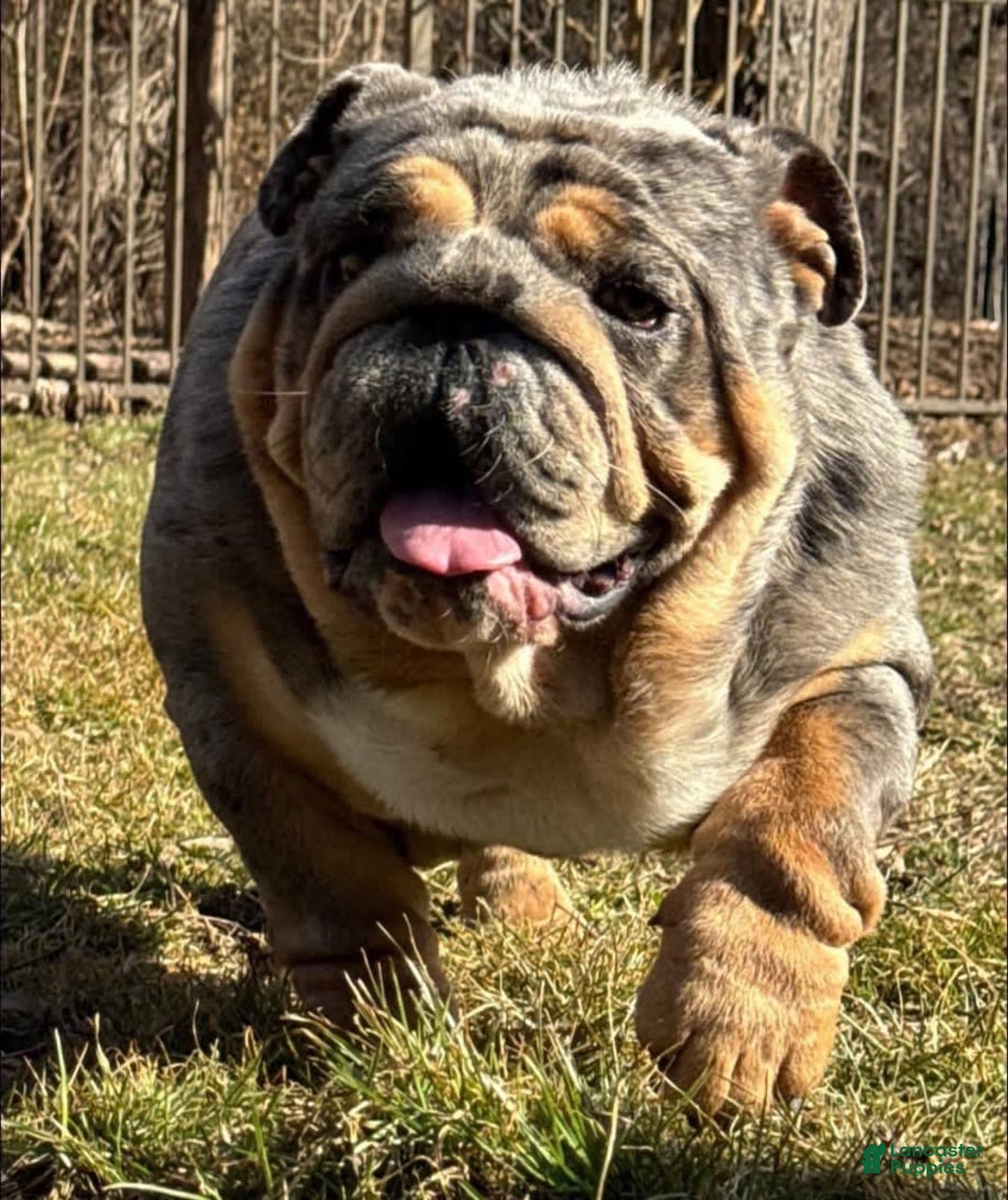 English Bulldog dogs for sale: Tank - Image 8