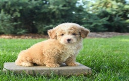 Mini Bernedoodle dogs for sale: Pluto - Image 7