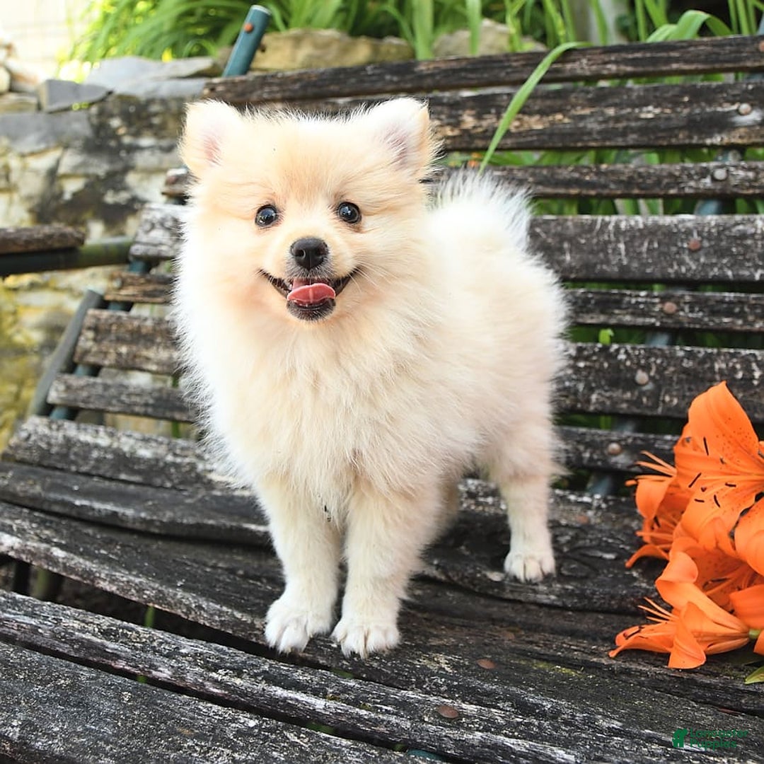 Pomeranian dogs for sale: Jess - Image 7