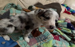 Border Collie dogs for sale: Daisy - Image 1