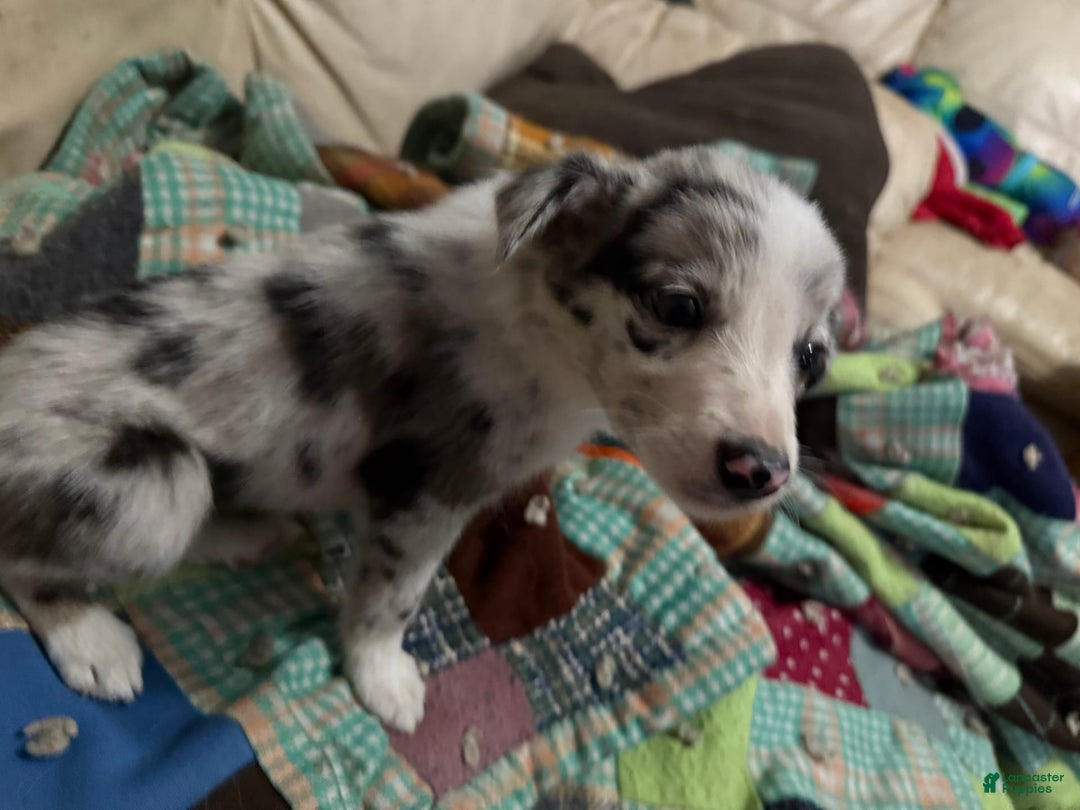 Border Collie dogs for sale: Daisy - Image 1