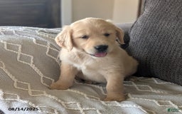 Golden Retriever dogs for sale: Muffin - Image 1