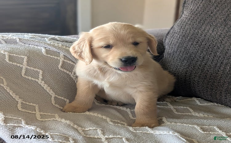 Golden Retriever dogs for sale - Ad 2