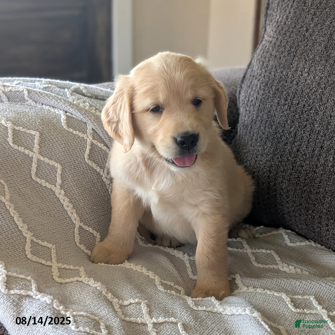 Golden Retriever dogs for sale: Muffin - Image 1