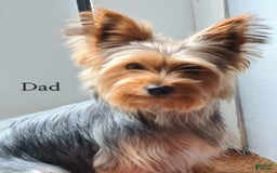 Yorkshire Terrier dogs for sale: Elliot - Image 1