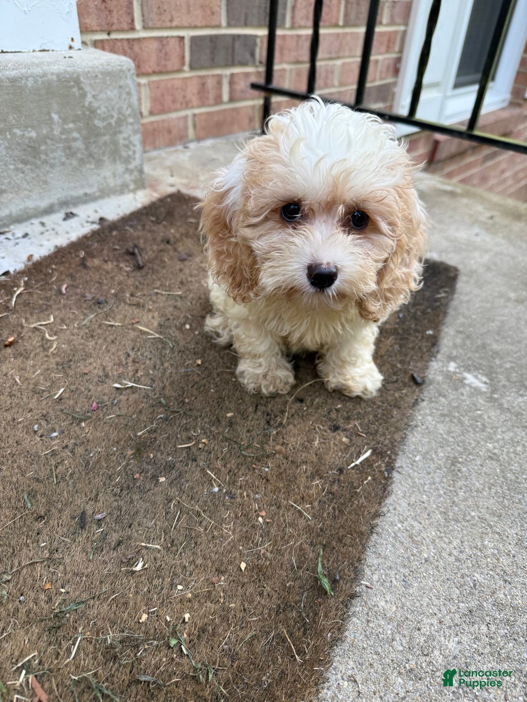 Cockapoo dogs for sale: Terri - Image 2