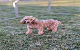 Cavapoo dogs for sale: Rosie - Image 10