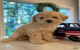 Toy Poodle dogs for sale: Khloe - Image 1