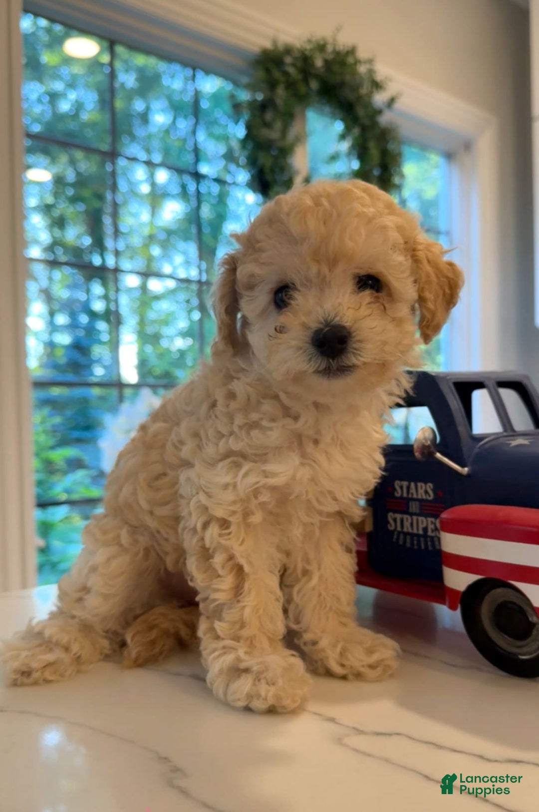 Toy Poodle dogs for sale: Khloe - Image 1