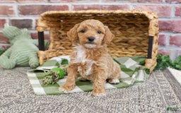 Miniature Poodle dogs for sale: Rover - Image 9