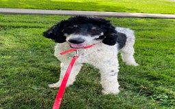 Bernedoodle dogs for sale: Maggie - Image 12