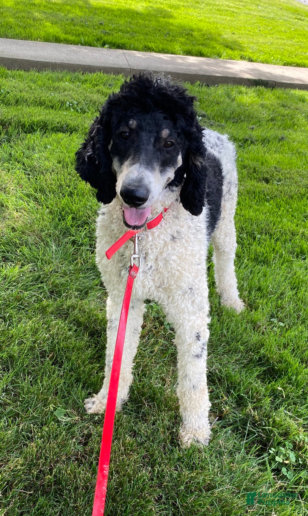 Bernedoodle dogs for sale: Maggie - Image 12