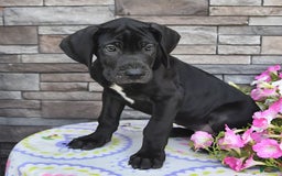 Great Dane dogs for sale: Midnight - Image 10