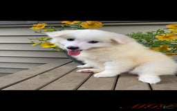 American Eskimo dogs for sale: Violet - Image 3