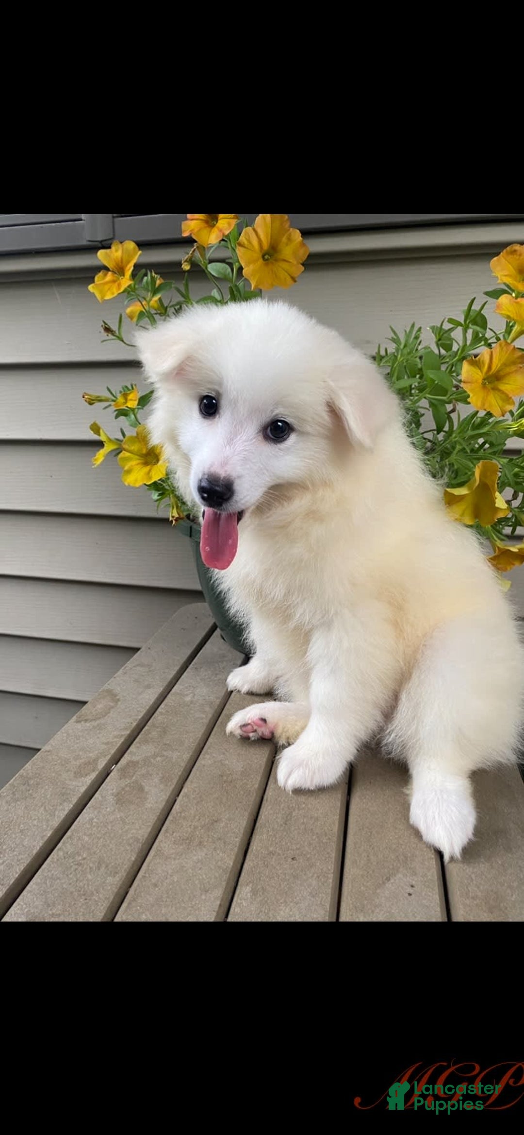 American Eskimo dogs for sale: Violet - Image 3
